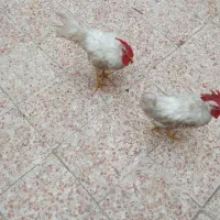 دوتا خروس|پرنده|اهواز, منبع اب|دیوار