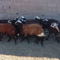 بره ماده افشاری پلنگی
