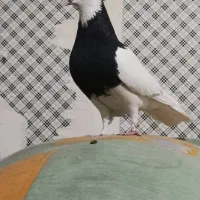 یک طوقی سیا نر کاکلی هوایی