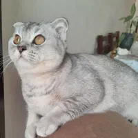 گربه بریتیش سیلور نر جهت جفت‌گیری