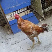 خروس لاری