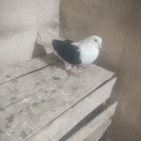 کبوتر|پرنده|ملکان, |دیوار