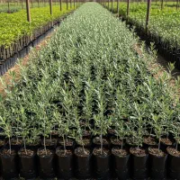 توضیع نهال زیتون با تخفیف ۴۰٪ و هدیه ویژه