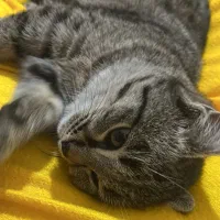 واگذاری بچه گربه|گربه|اردبیل, |دیوار