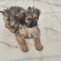 واگذاری  سگ