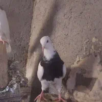 ۱۲ عدد کبوتر طوقی