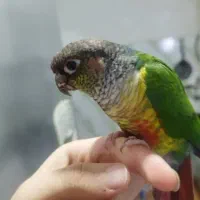 3 عدد گرینچیک  یک جفت و یک نر تک