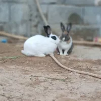 یک جفت خرگوش بسیار زیبا