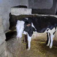 سلام گوساله ماده سیمینتال