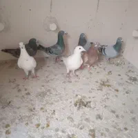 کبوتر پلاکی ماده