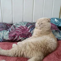 گربه نر اسکاتیش