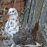 کفتر نروماده|پرنده|کاشان, آیت الله سعیدی|دیوار