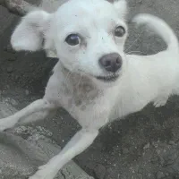 واگذاری سگ شیواوا ماده