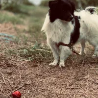 فروش نژاد های شیواوا و پامر اشپیتز هردو نر|سگ|سورک, |دیوار