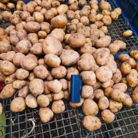 فروش سیب زمینی خوراک|خوردنی و آشامیدنی|کلیائی, |دیوار