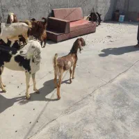 چهار تا بزه کهر دار دورگ پاکستانی|حیوانات مزرعه|کاکی, |دیوار