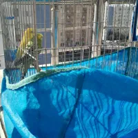 مرغ عشق|پرنده|پردیس, فاز ۴|دیوار