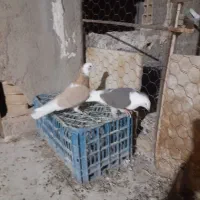 دوعدد ماده