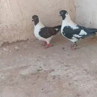 جفت پنگوئنی