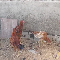 خروس|حیوانات مزرعه|ساوه, |دیوار