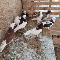 فروش جوجه کبوتر|پرنده|بهشهر, |دیوار