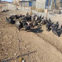 بوقلمون|حیوانات مزرعه|الشتر, |دیوار