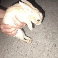 خرگوش