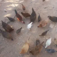 مرغ خروس جوجه ب|حیوانات مزرعه|کوهدشت, |دیوار