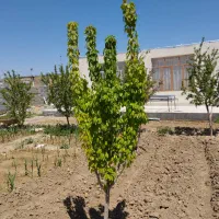 ویلا باغ دولت آباد