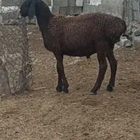 بره نر چینی تخمی