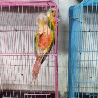 گیرینچیک|پرنده|ساری, |دیوار