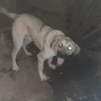 سگ سراب پژدر
