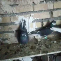 ماده پرشی|پرنده|تربت‌حیدریه, کلاته توکلی|دیوار