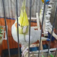 یک جفت عروس هلندی سالم
