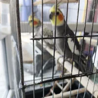 ۴عروس هلندی + قفس
