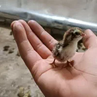 جوجه بلدرچین کوهی یک روزه مولد موجود