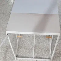 کفتر کبوتر|پرنده|شیراز, تندگویان|دیوار