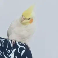 قبول وگذاری پرنده شما