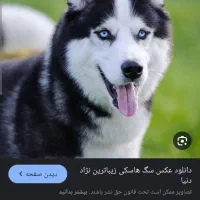 هاسکی پیدا شده