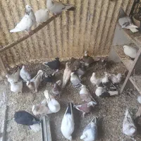 کفتر زینتی و پرشی