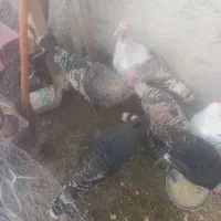 تعدادی بوقلمون نر و ماده