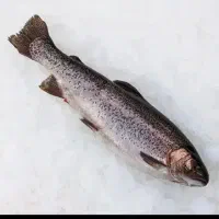 ماهی  گیری  راحت و تفریحی