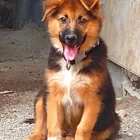 سگ میکس ژرمن ۴ ماه