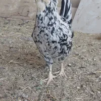 گلین نیمچه و بالغ