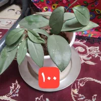 گل طبیعی خونگی شاداب|گل و گیاه طبیعی|قائن, |دیوار