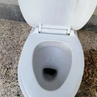 توالت فرنگی