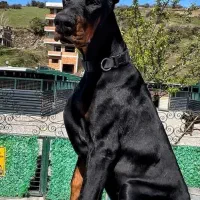 توله دوبرمن اروپایی نر و ماده (فی۱۵م)|سگ|تهران, جنت‌آباد مرکزی|دیوار