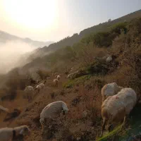 فروش تعداد10 گوسفند