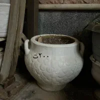 گلدان سرامیکی|گل و گیاه طبیعی|برازجان, |دیوار