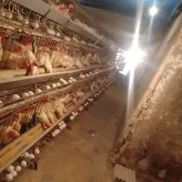 مرغ جوان ۸ماهه تخم گذار